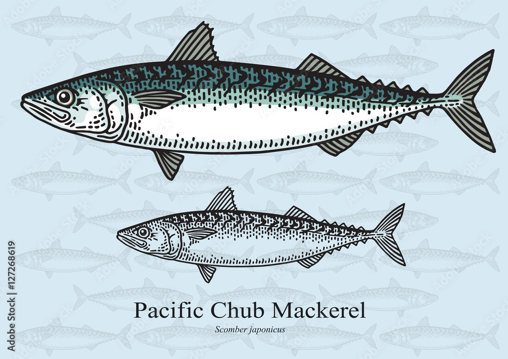 Fototapeta premium Pacific Chub Mackerel. Vector illustration for artwork in small sizes. Suitable for graphic and packaging design, educational examples, web, etc.