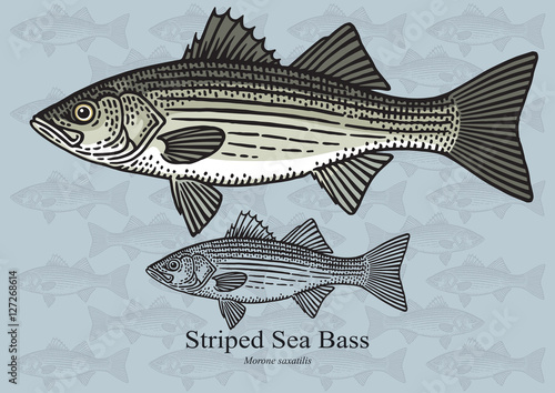 Striped Sea Bass. Vector illustration for artwork in small sizes. Suitable for graphic and packaging design, educational examples, web, etc.