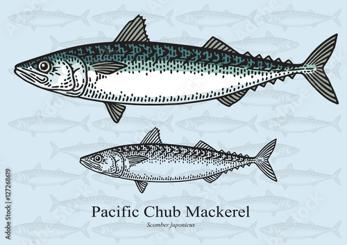 Pacific Chub Mackerel. Vector illustration for artwork in small sizes. Suitable for graphic and packaging design, educational examples, web, etc. photo