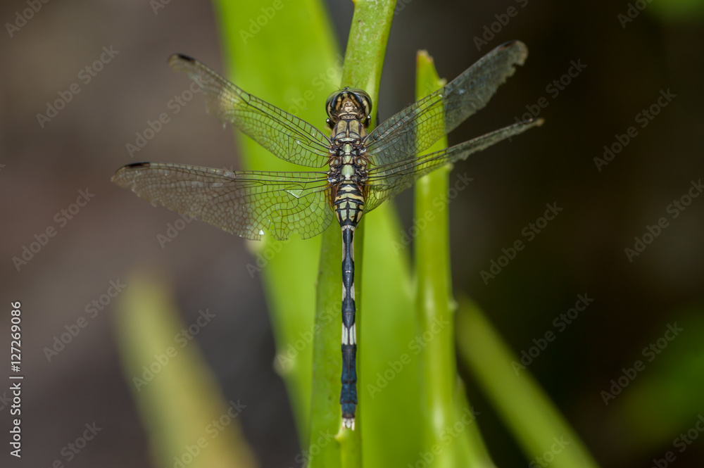 Green Marsh Hawk dragonfly, Orthetrum sabina (Order: Odonata, Family: Libellulidae) on a weed