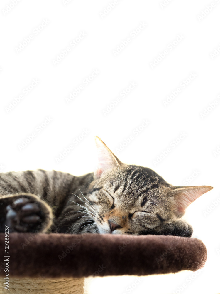 Fototapeta premium 子猫の昼寝