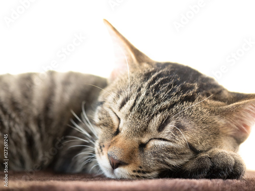 Fotografie 子猫の昼寝