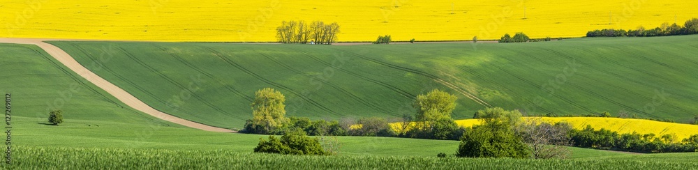 yellow field in panoramic view