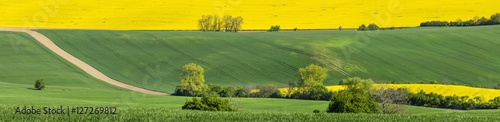 yellow field in panoramic view © sergejson