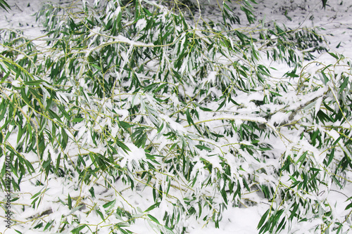 trees in the snow
