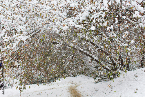 trees in the snow