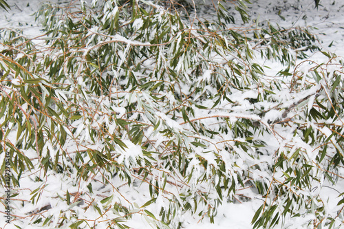 trees in the snow