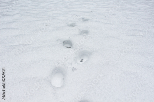 footprints in the snow