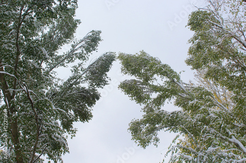 large tree branches