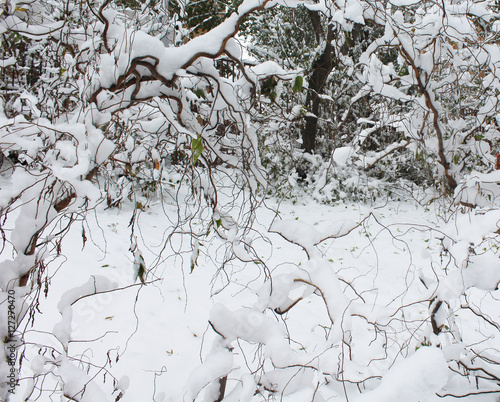 trees in the snow
