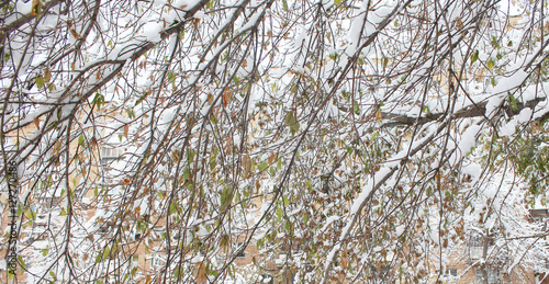 trees in the snow