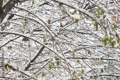 trees in the snow