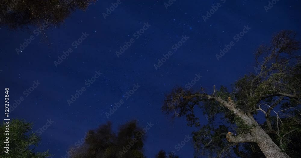 Three Rivers, California, USA - view straight up along treetops to the clear starry sky at night - Timelapse with zoom out Three Rivers, California, USA - view straight up along treetops to the clear starry sky at night - Timelapse with zoom out