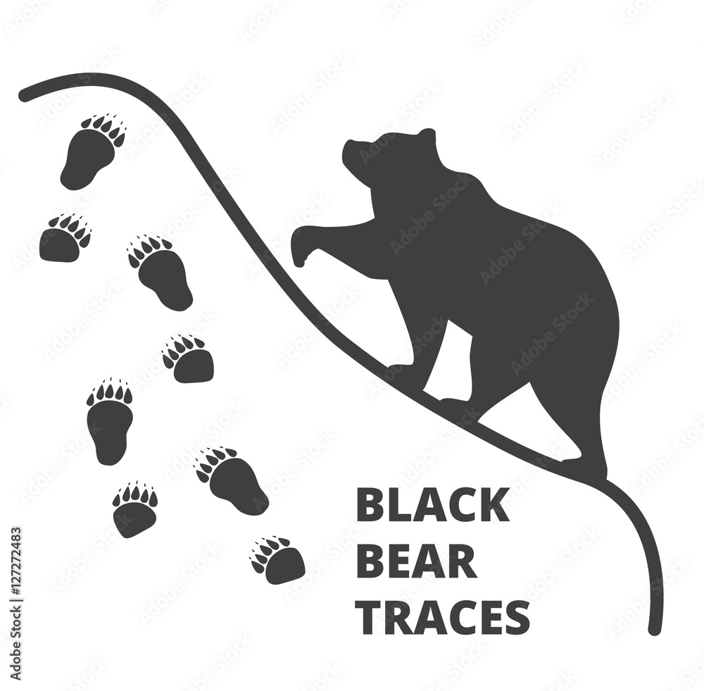 Obraz premium black bear traces