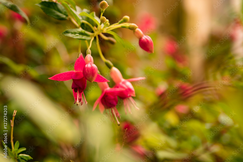 Fleur de fuchsia Fleur de fuchsia