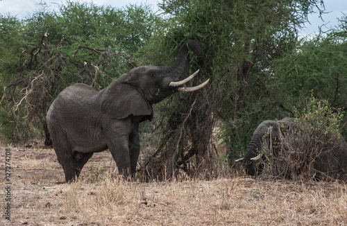 Canvas Print elephants eats midday