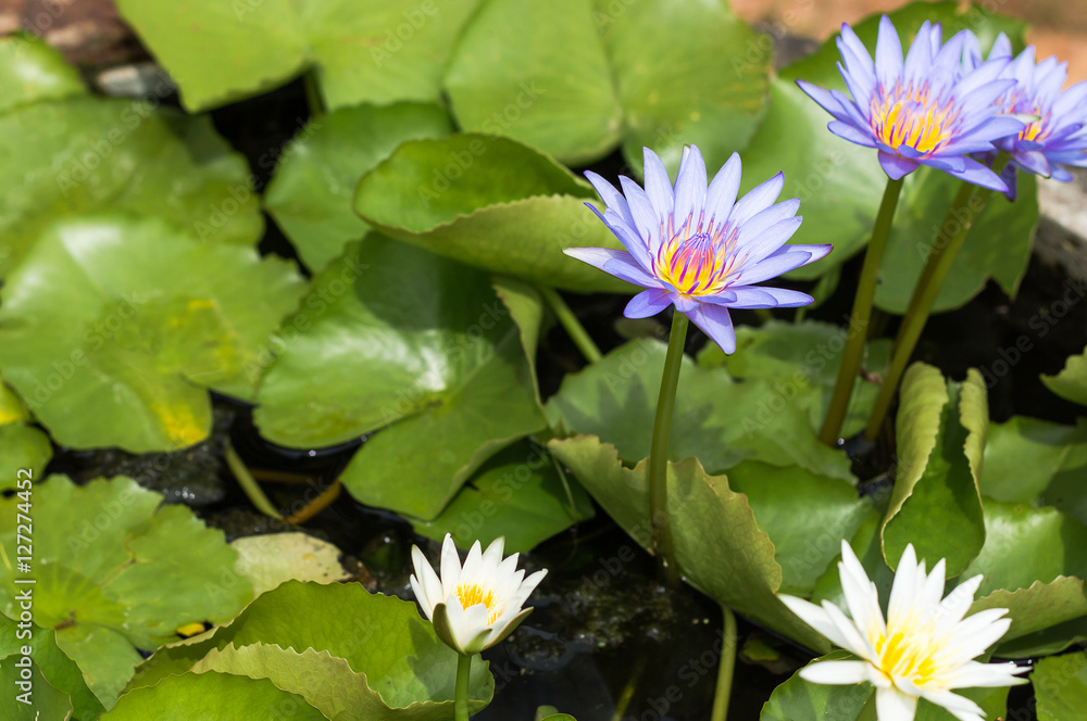 Purple lotus Water lily with green leaves in pond Purple lotus Water lily with green leaves in pond