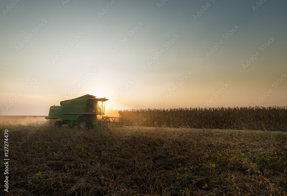 Fototapeta premium soybean harvest in autumn
