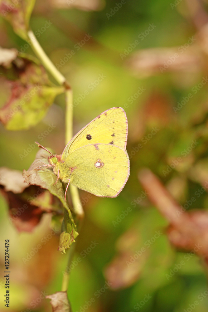 Postillon, Wander-Gelbling/Wandergelbling - Schmetterling, Falter Postillon, Wander-Gelbling/Wandergelbling - Schmetterling, Falter