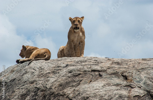 lions of safari kenya tanzania