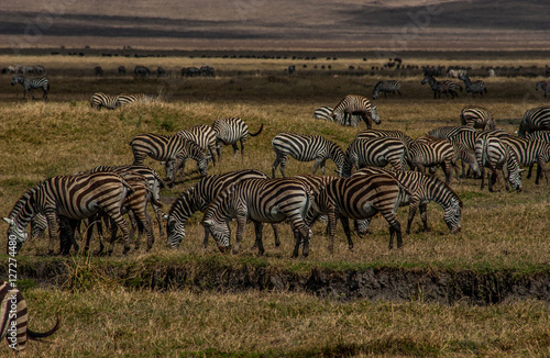 zebras in group  congo