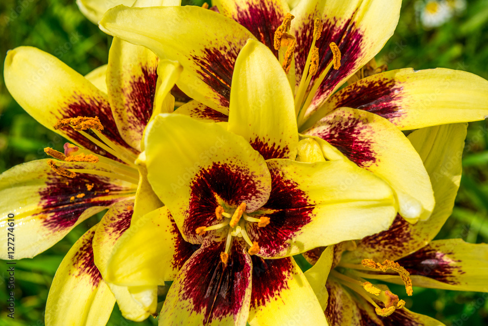 Yellow Lilies with red blossom in centre