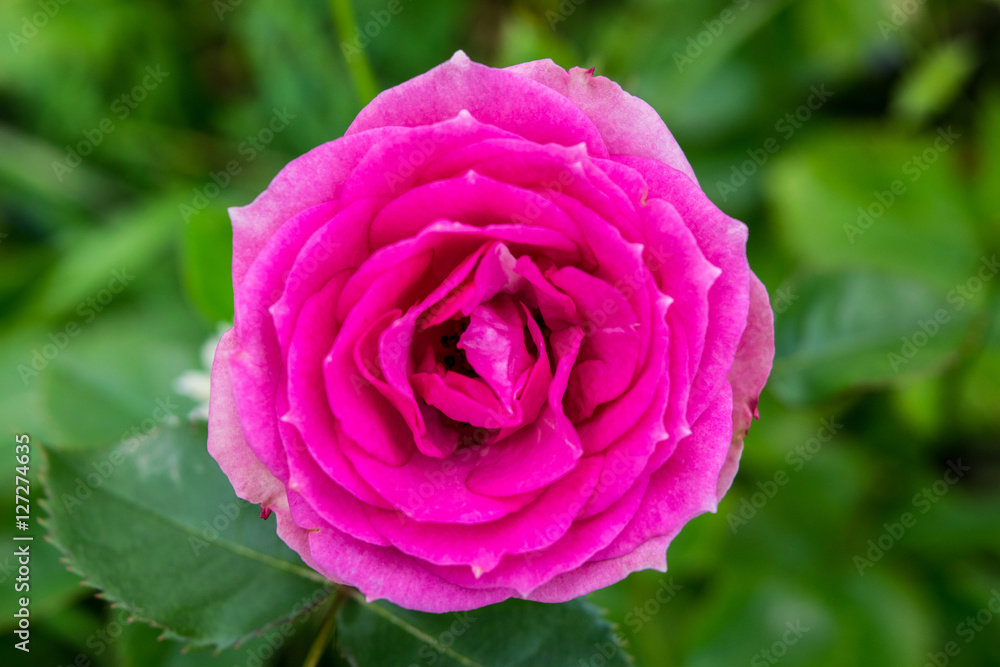 Single pink rose macro in a garden at green leafs background