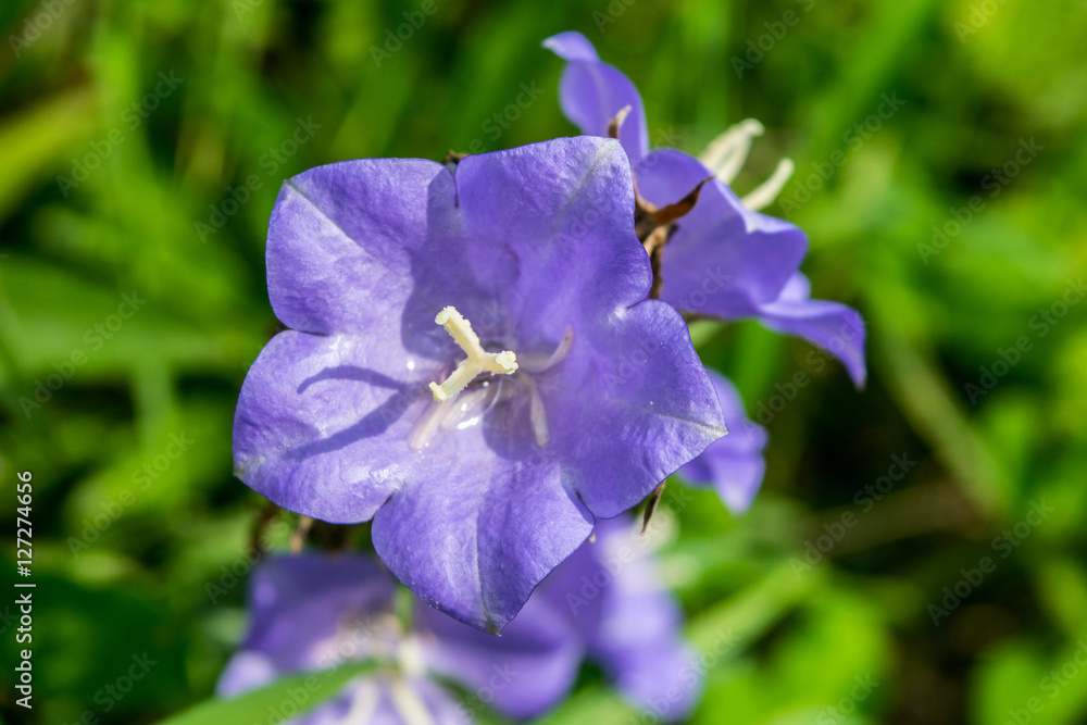 lilac bluebell macro in a garden at green leafs background