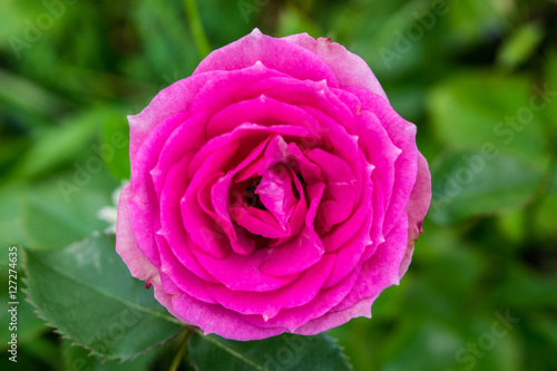 Obraz na płótnie Single pink rose macro in a garden at green leafs background w salonie