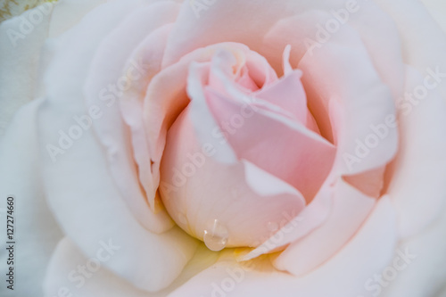 Pale Pink Rose macro with drop