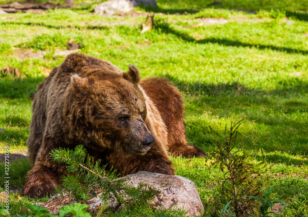 Obraz premium Brown Bears