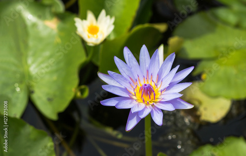 Purple lotus Water lily with green leaves in pond © saelim