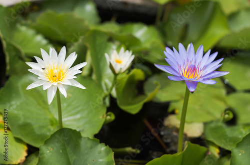 Purple lotus Water lily with green leaves in pond