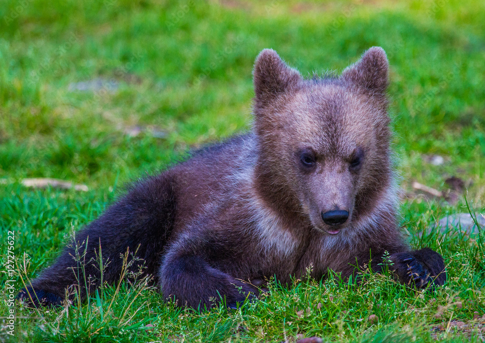 Fototapeta premium Brown Bears
