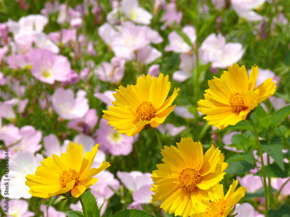 The beautiful flowers The beautiful flowers