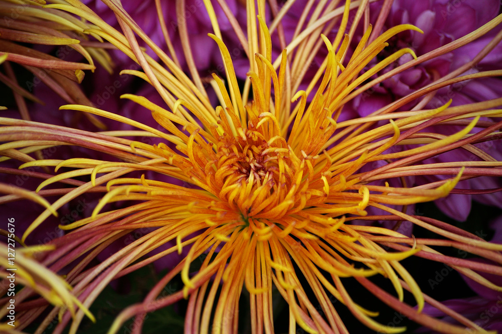chrysanthemum chrysanthemum