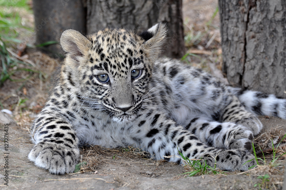 Fototapeta premium Junger Persischer Leopard