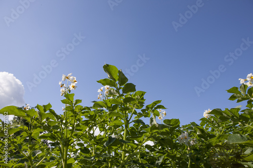 Potatoes. Flowering potatoes. Potatoe flower. Agriculture. Flevopolder Netherlands. photo