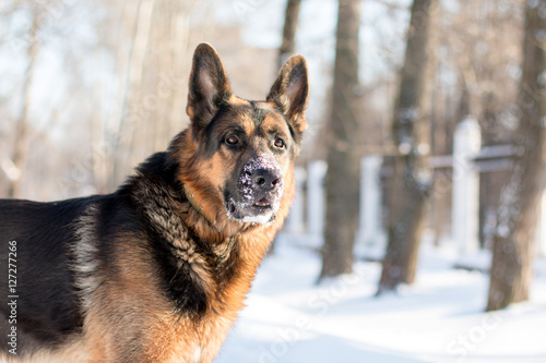 Dog german shepherd in a winter day