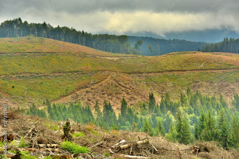 cutting down trees in the forests