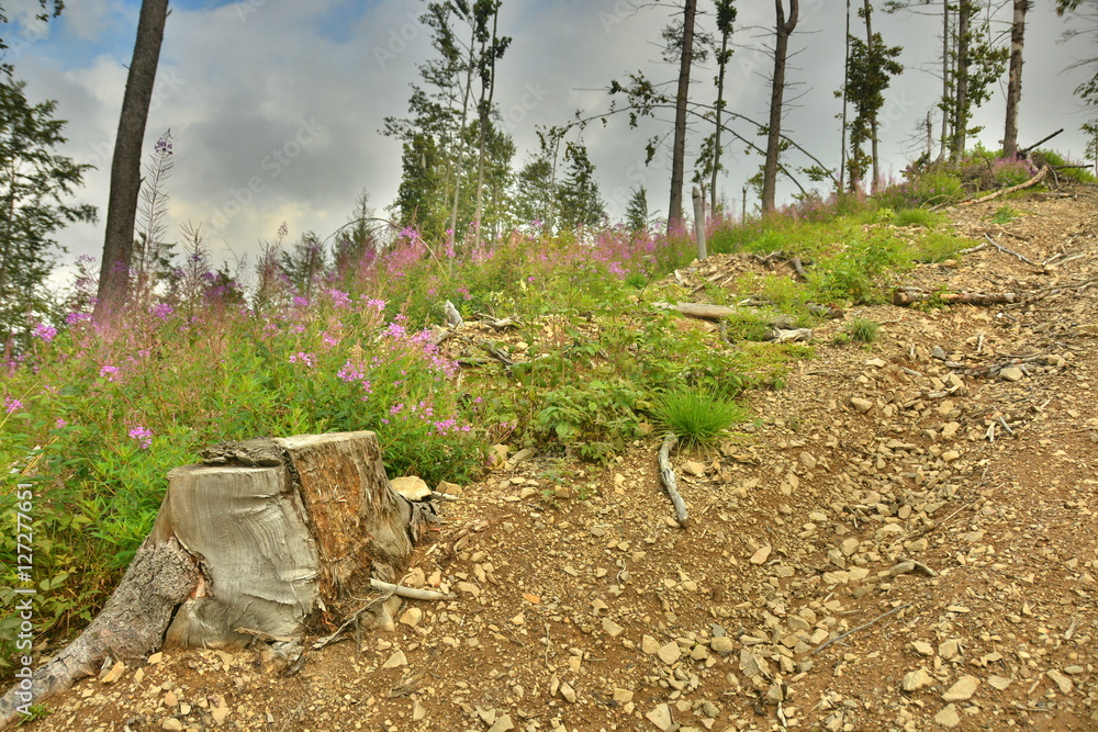 Fotografie forest in the mountains