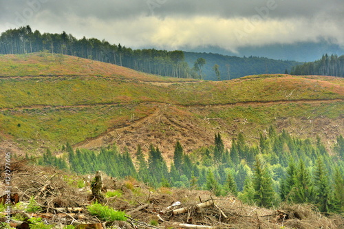 cutting down trees in the forests