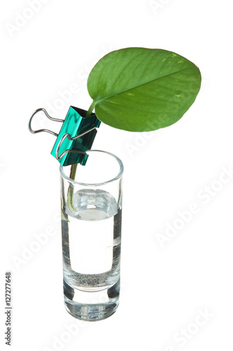 green leaf in a glass