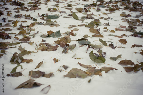 Autumn leaves on the snow as a background 