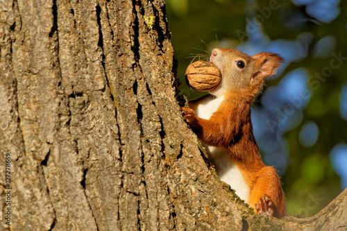 Fototapeta Eichhörnchen im Walnussbaum