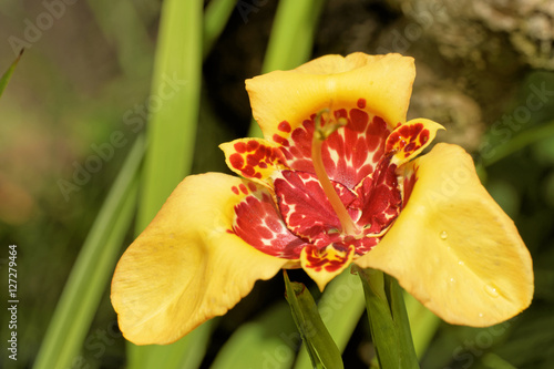 Fototapeta Naklejka Na Ścianę i Meble -   Tigerblume