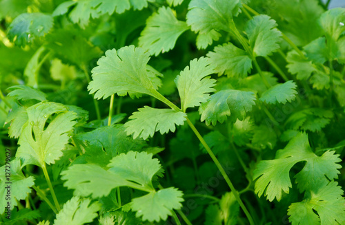 Health benefits of coriander. 
Coriander is loaded with antioxidants, vitamin-A, vitamin-C and minerals.
Many coriander on field.