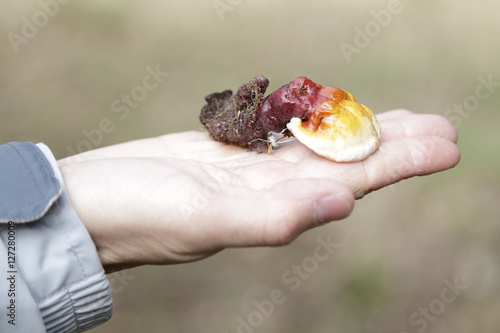 Man showing a lingzhi mushroom (ganoderma lucidum)