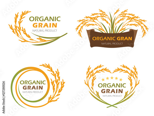 Yellow paddy rice organic grain products and healthy food banner sign vector set design