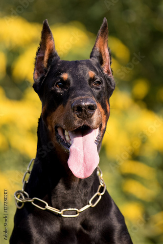 Eindrucksvoller Dobermann